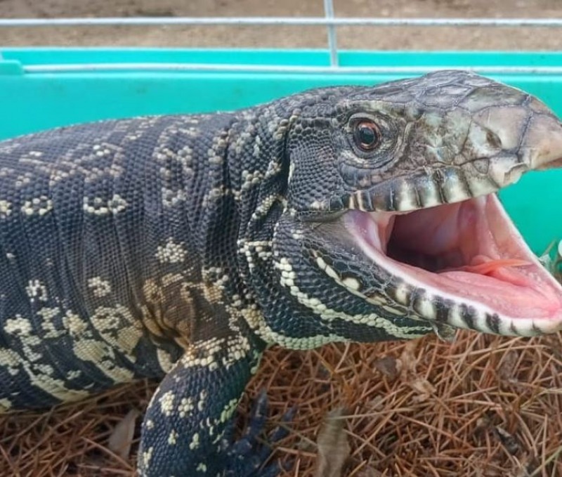 Sorpresa: apareci un lagarto overo en el centro de Tandil